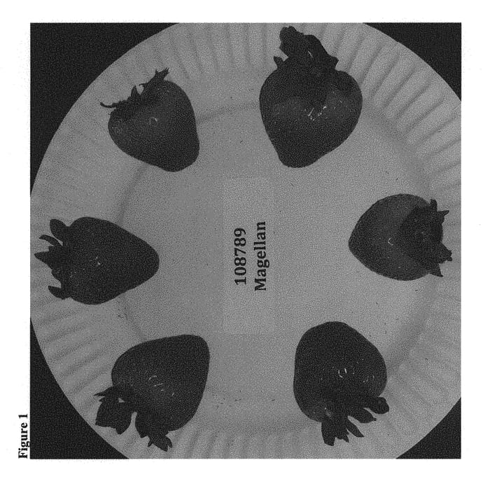 Figure 1 of US plant patent PP30015, the photograph of Magellan printed in the patent.