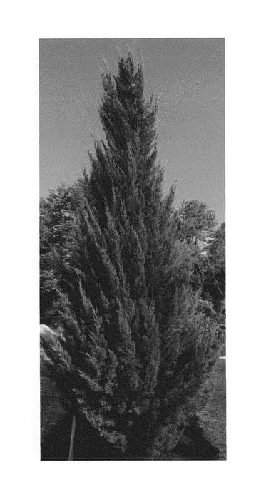Figure 1 of US plant patent PP30017, the photograph of RLH-SS1PI printed in the patent.
