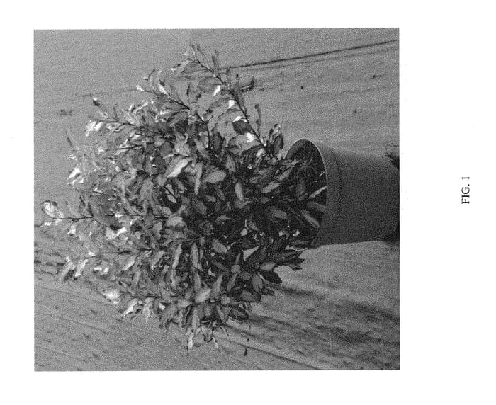 Figure 1 of US plant patent PP30018, the photograph of Abrela printed in the patent.