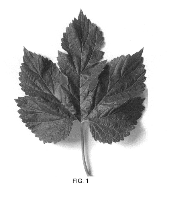 Figure 1 of US plant patent PP30019, the photograph of 74/134 printed in the patent.