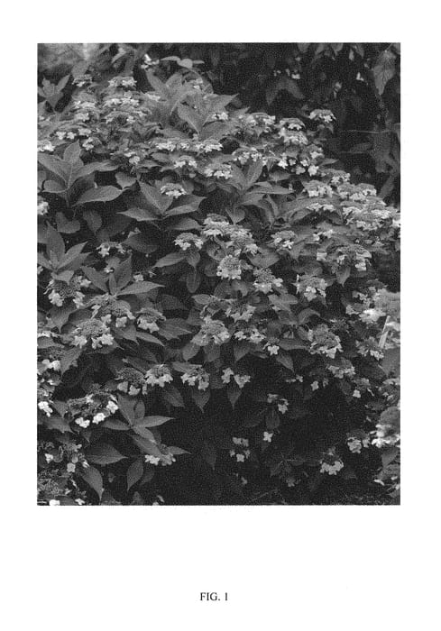 Figure 1 of US plant patent PP30020, the photograph of SMHSMAKF2 printed in the patent.