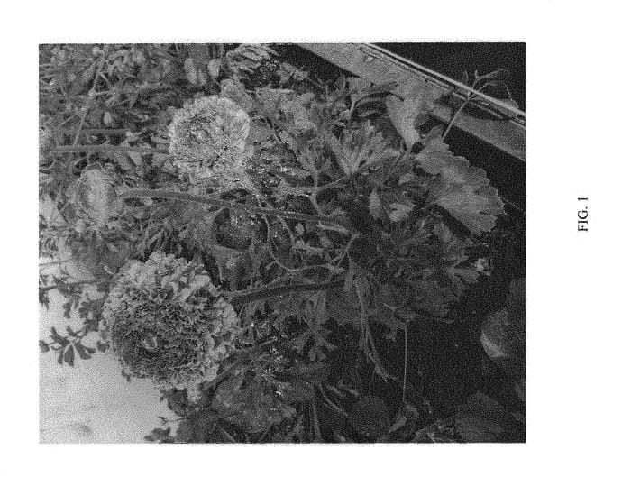 Figure 1 of US plant patent PP30021, the photograph of ABOSHOSSI printed in the patent.