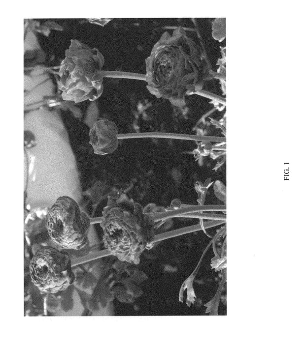 Figure 1 of US plant patent PP30022, the photograph of ABATLAUA printed in the patent.