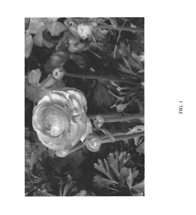 Figure 1 of US plant patent PP30023, the photograph of ABLEIGONG printed in the patent.