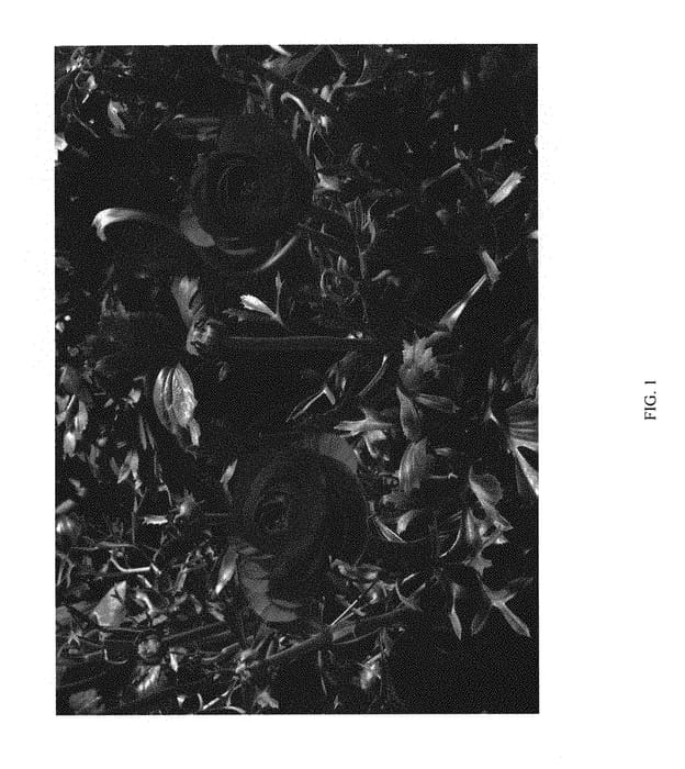 Figure 1 of US plant patent PP30024, the photograph of ABIZANAGI printed in the patent.