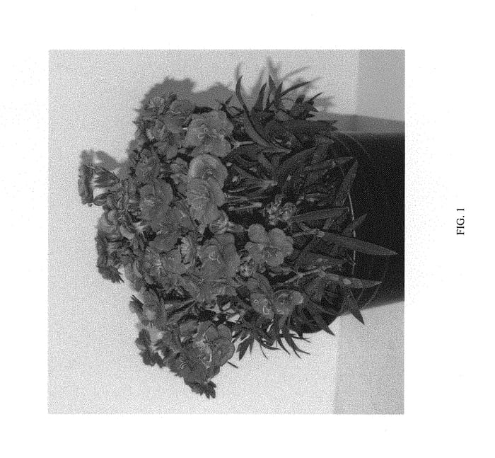 Figure 1 of US plant patent PP30026, the photograph of DCACR08-0 printed in the patent.
