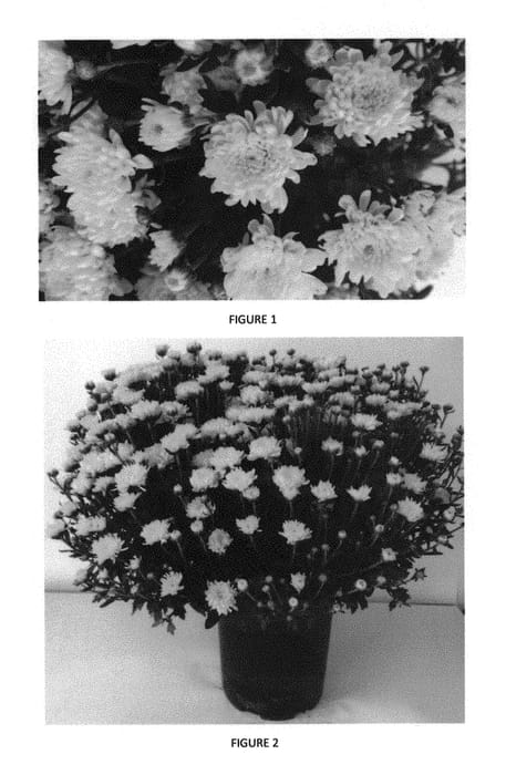 Figure 1 of US plant patent PP30027, the photograph of CIFZ0043 printed in the patent.