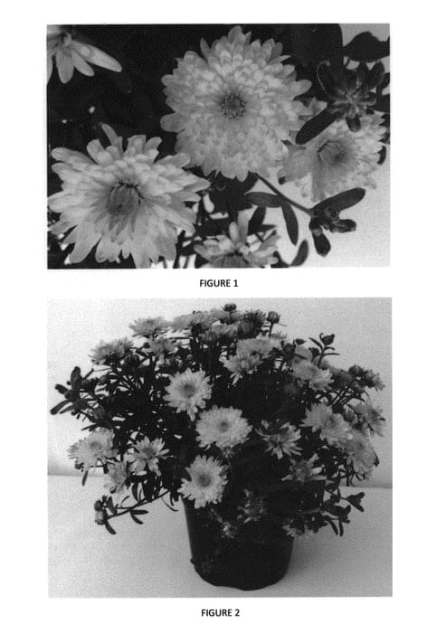 Figure 1 of US plant patent PP30028, the photograph of CIFZ0049 printed in the patent.