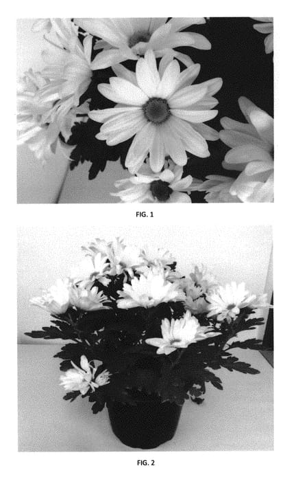 Figure 1 of US plant patent PP30029, the photograph of CIDZ0090 printed in the patent.