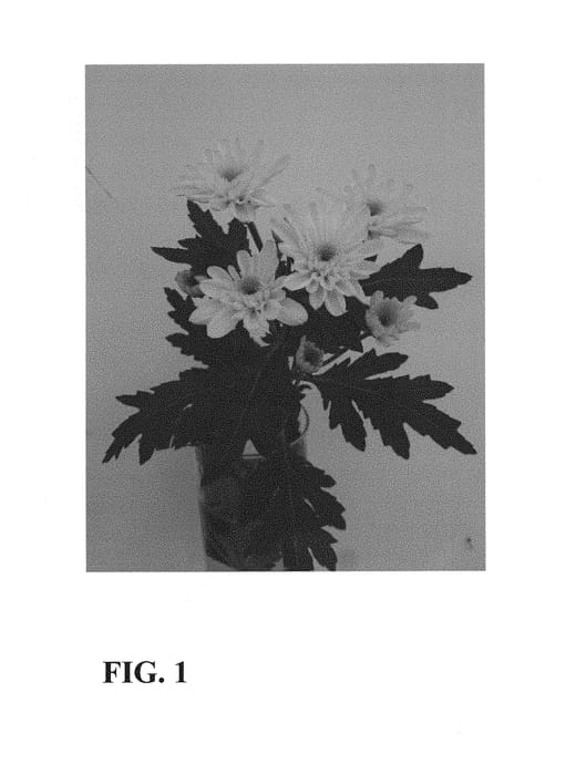Figure 1 of US plant patent PP30030, the photograph of Zanmubonita Yellow printed in the patent.