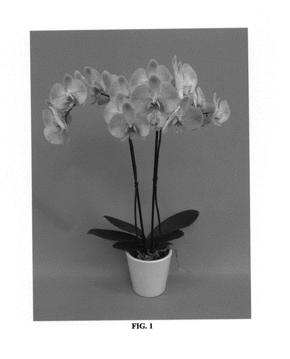 Figure 1 of US plant patent PP30031, the photograph of PHALDOQZI printed in the patent.