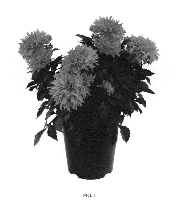 Figure 1 of US plant patent PP30032, the photograph of Sunfire printed in the patent.