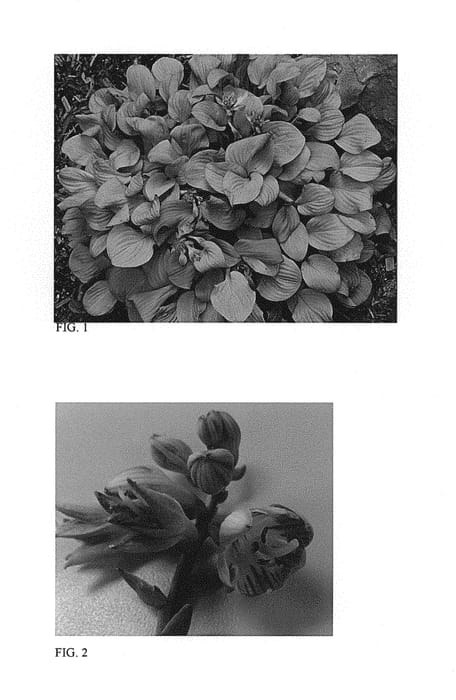 Figure 1 of US plant patent PP30033, the photograph of Sun Mouse printed in the patent.