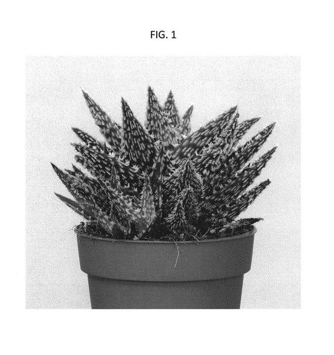 Figure 1 of US plant patent PP30034, the photograph of OVROCKS03 printed in the patent.