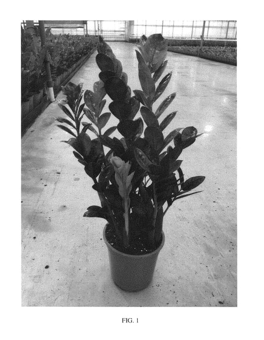 Figure 1 of US plant patent PP30035, the photograph of Dowon printed in the patent.