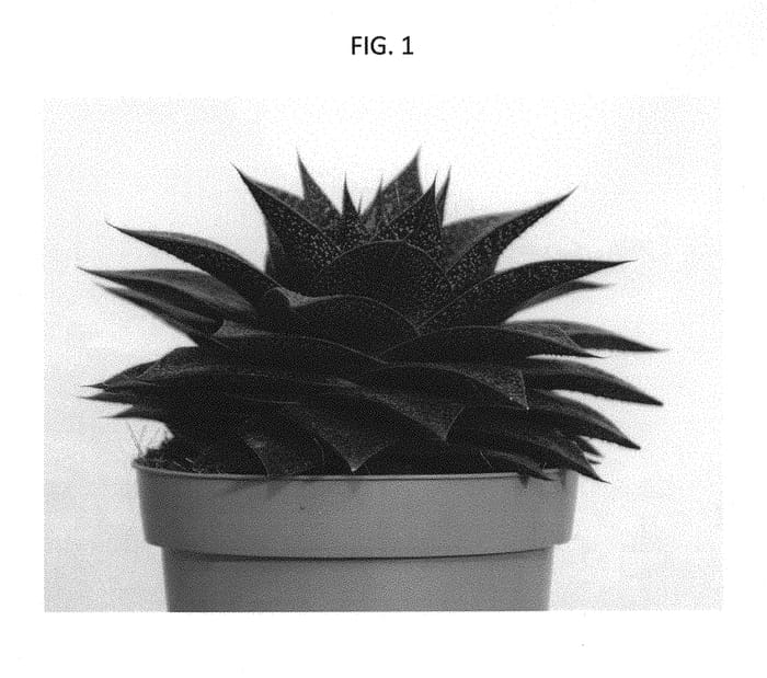 Figure 1 of US plant patent PP30036, the photograph of OVROCKS01 printed in the patent.