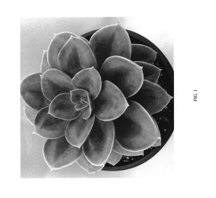 Figure 1 of US plant patent PP30037, the photograph of Petra's Perle printed in the patent.