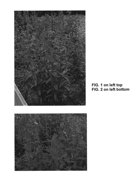 Figure 1 of US plant patent PP30038, the photograph of Raspberry Taffy printed in the patent.