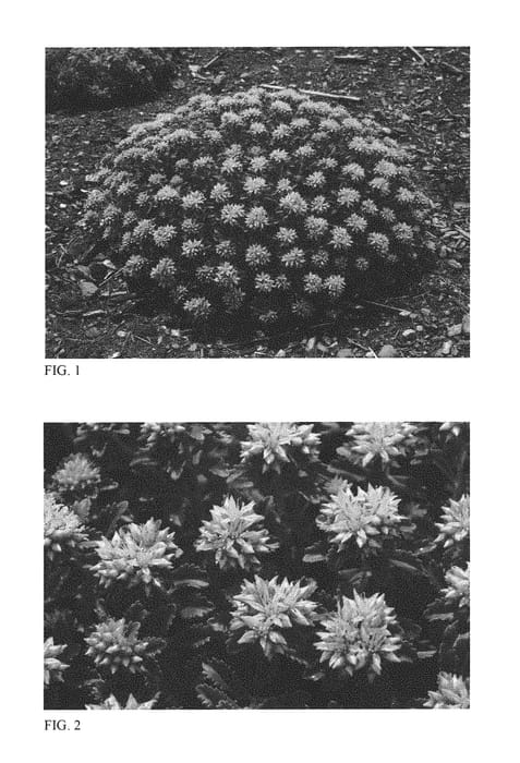 Figure 1 of US plant patent PP30039, the photograph of Little Miss Sunshine printed in the patent.