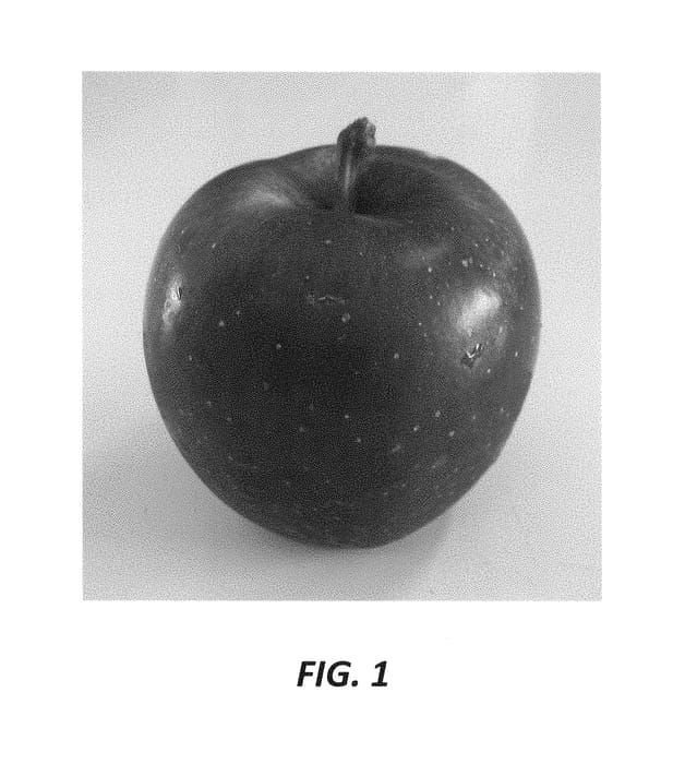 Figure 1 of US plant patent PP30040, the photograph of Venice printed in the patent.