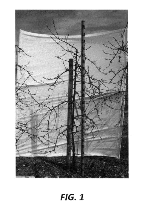 Figure 1 of US plant patent PP30041, the photograph of Y102 printed in the patent.