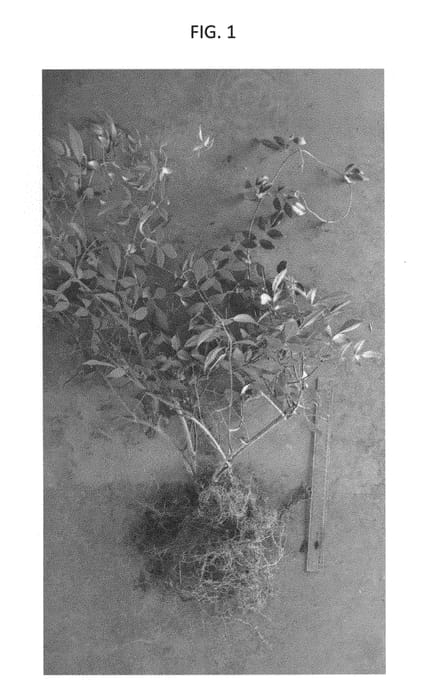 Figure 1 of US plant patent PP30042, the photograph of PJ01 printed in the patent.