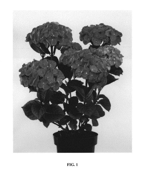 Figure 1 of US plant patent PP30043, the photograph of Hortmamore printed in the patent.