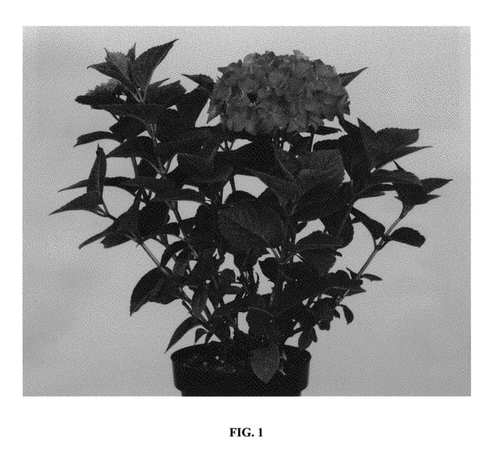 Figure 1 of US plant patent PP30044, the photograph of Hortmagitri printed in the patent.