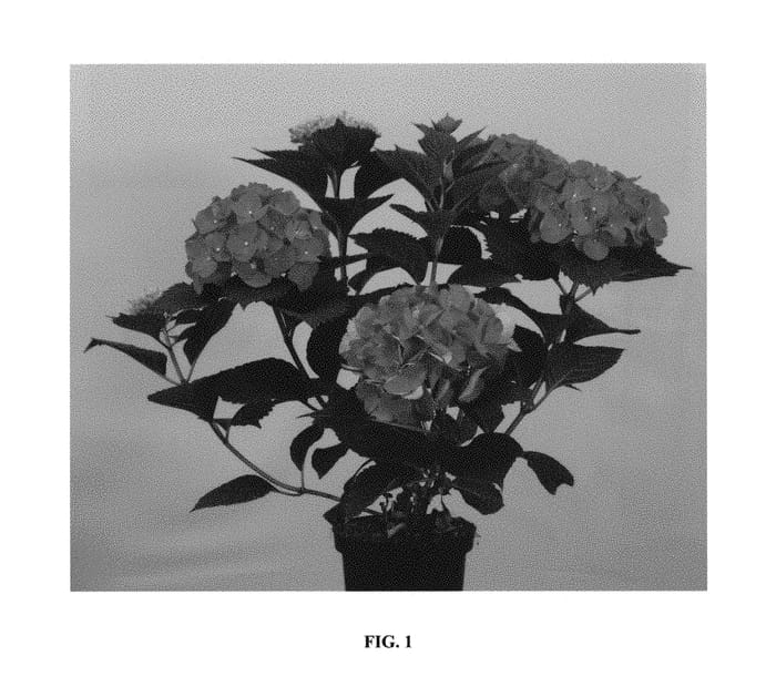 Figure 1 of US plant patent PP30045, the photograph of Hortmalegretto printed in the patent.
