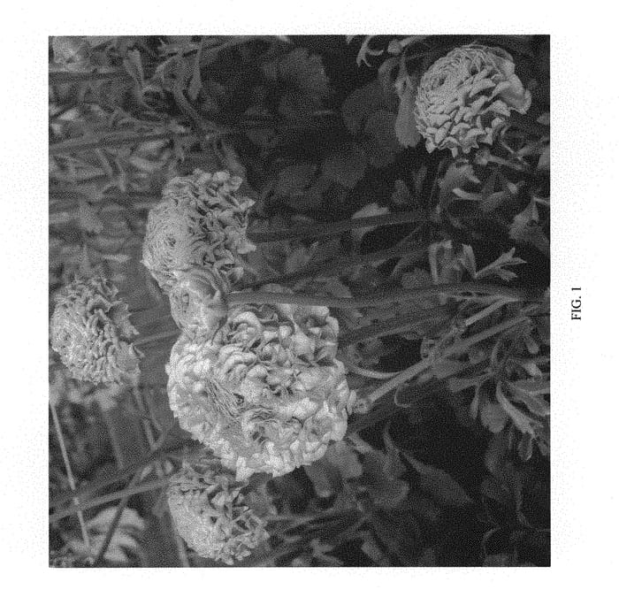 Figure 1 of US plant patent PP30046, the photograph of ABOGMA printed in the patent.