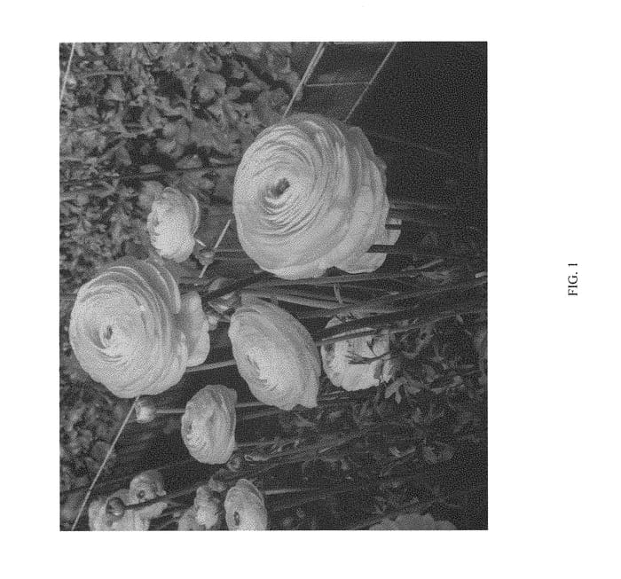 Figure 1 of US plant patent PP30047, the photograph of ABUMACATLO printed in the patent.