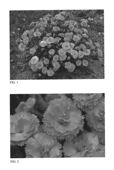 Figure 1 of US plant patent PP30048, the photograph of Classic Coral printed in the patent.