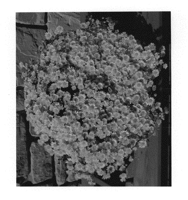 Figure 1 of US plant patent PP30049, the photograph of Sundance Igloo printed in the patent.