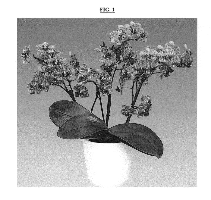Figure 1 of US plant patent PP30050, the photograph of Penny Love printed in the patent.