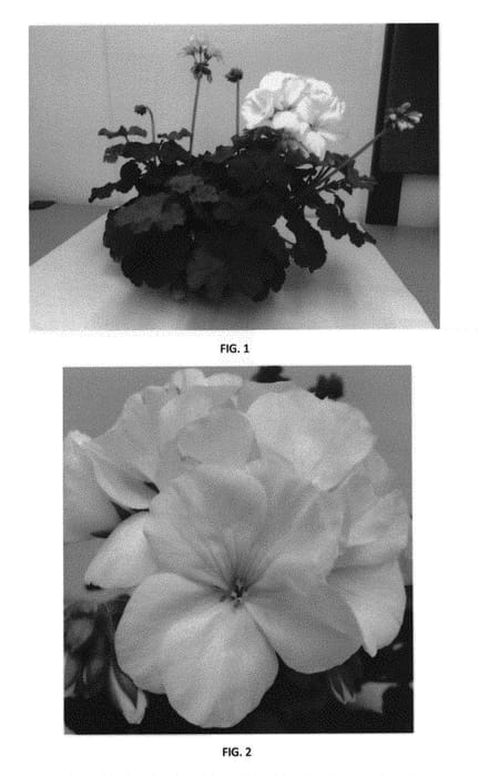 Figure 1 of US plant patent PP30051, the photograph of PEQZ0029 printed in the patent.