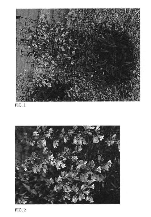 Figure 1 of US plant patent PP30052, the photograph of Blackbeard printed in the patent.