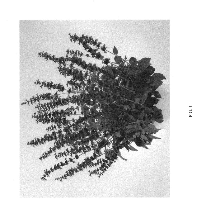 Figure 1 of US plant patent PP30053, the photograph of DSALMAGWAN printed in the patent.