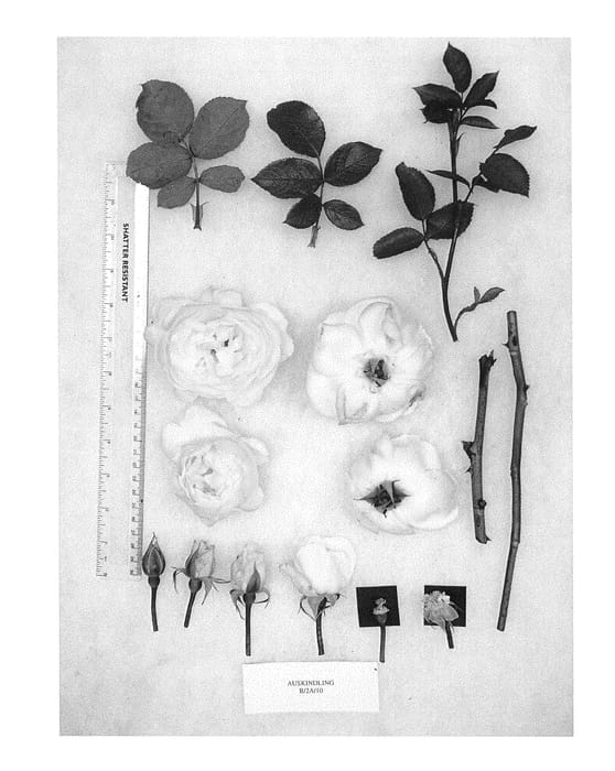 Figure 1 of US plant patent PP30054, the photograph of AUSkindling printed in the patent.