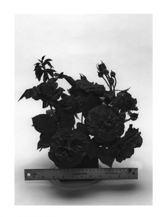 Figure 1 of US plant patent PP30055, the photograph of WEKvaldaom printed in the patent.