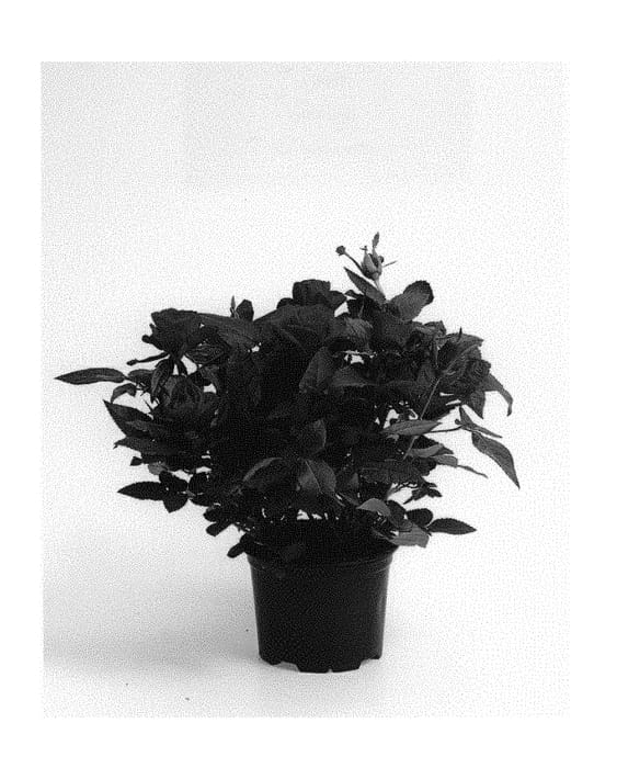 Figure 1 of US plant patent PP30057, the photograph of QIR 1611 printed in the patent.