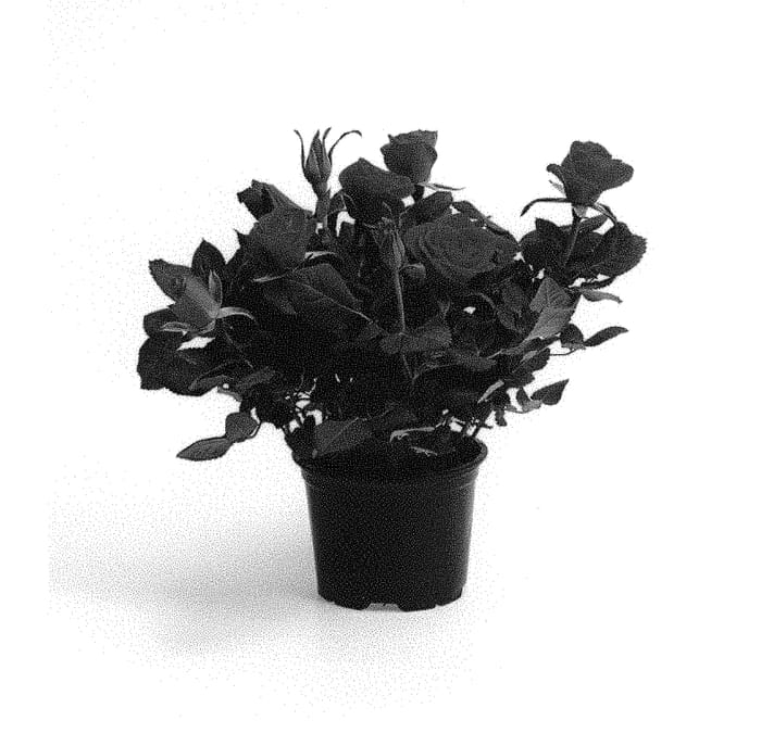 Figure 1 of US plant patent PP30058, the photograph of QIR 1631 printed in the patent.