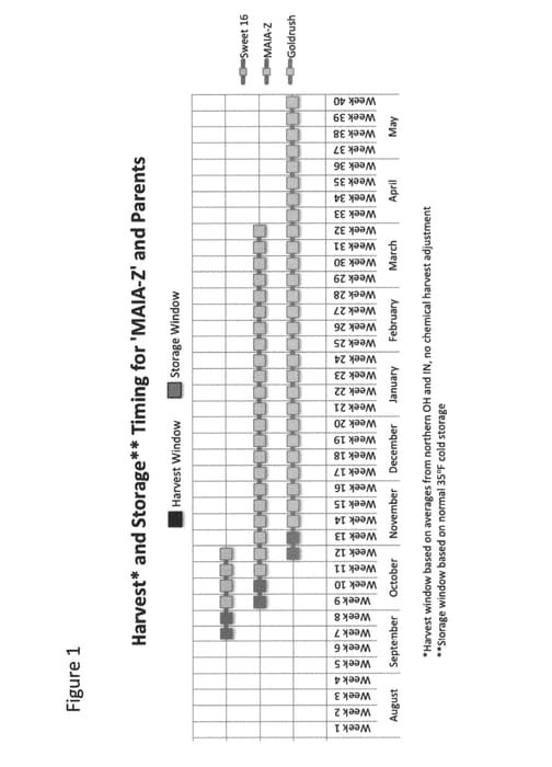 Figure 1 of US plant patent PP30059, the photograph of MAIA-Z printed in the patent.