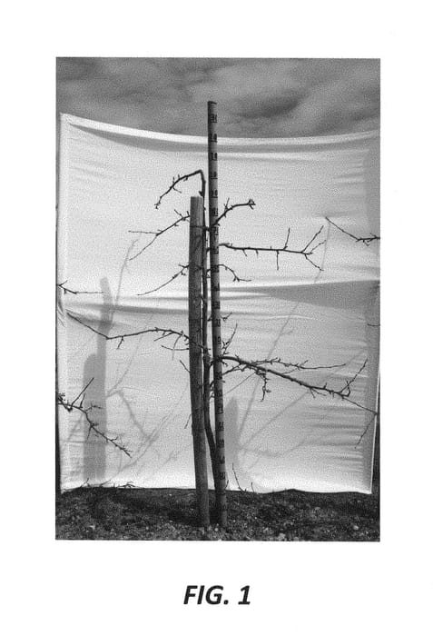 Figure 1 of US plant patent PP30061, the photograph of Alpigala printed in the patent.