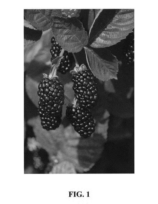 Figure 1 of US plant patent PP30062, the photograph of Galaxy printed in the patent.