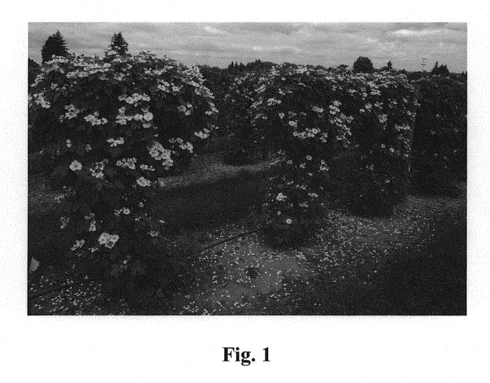 Figure 1 of US plant patent PP30063, the photograph of Hall's Beauty printed in the patent.