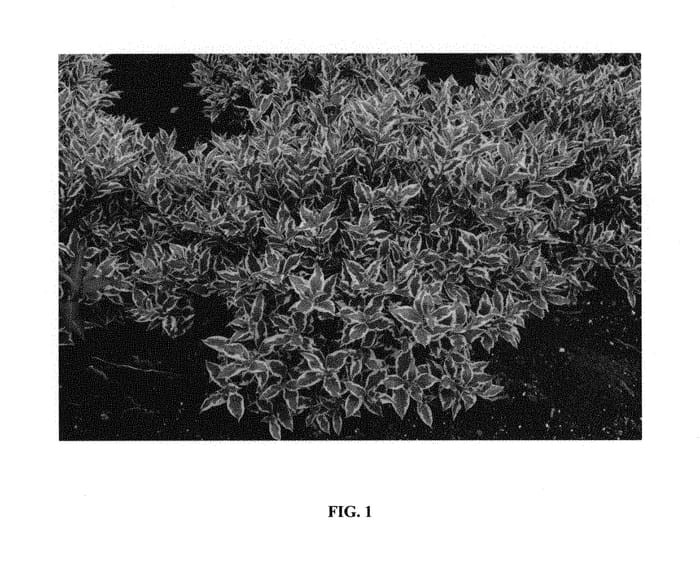 Figure 1 of US plant patent PP30064, the photograph of Verweig 8 printed in the patent.