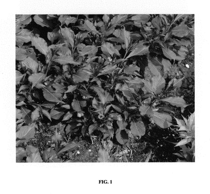 Figure 1 of US plant patent PP30065, the photograph of ZR1 printed in the patent.