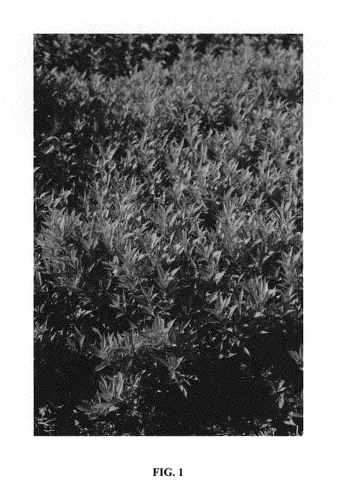 Figure 1 of US plant patent PP30066, the photograph of TVP2 printed in the patent.