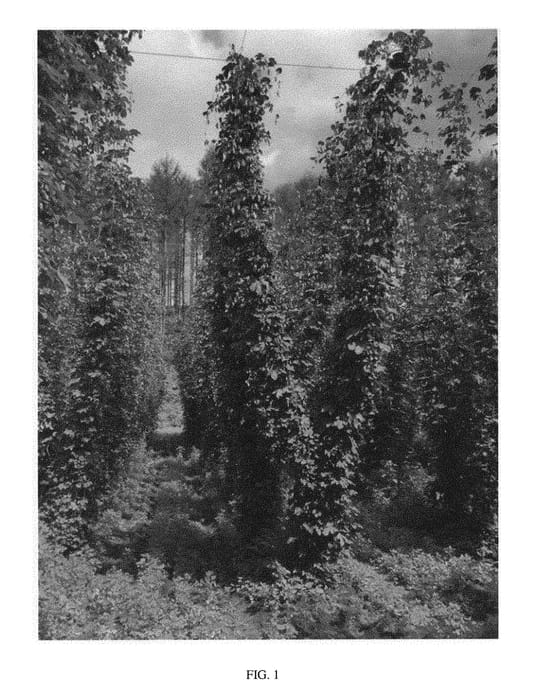Figure 1 of US plant patent PP30067, the photograph of Furano K906901060 Go printed in the patent.