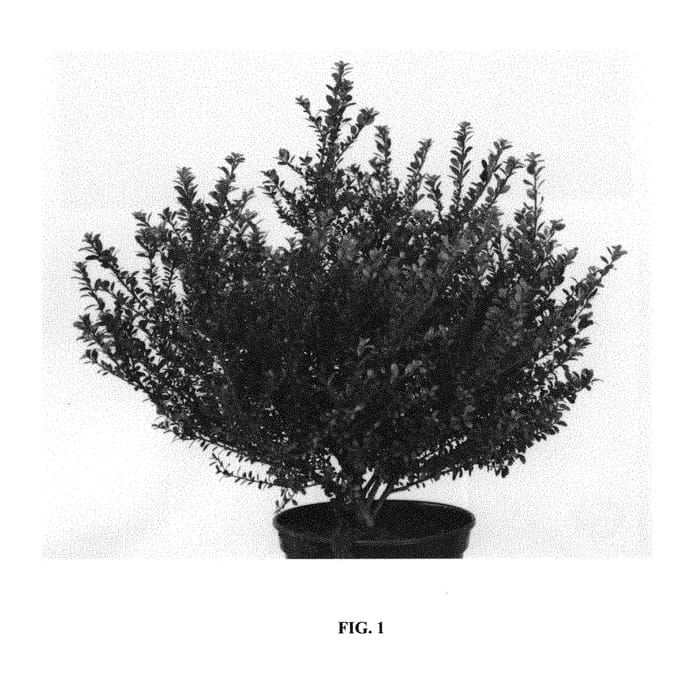 Figure 1 of US plant patent PP30068, the photograph of Glorie Dwarf printed in the patent.